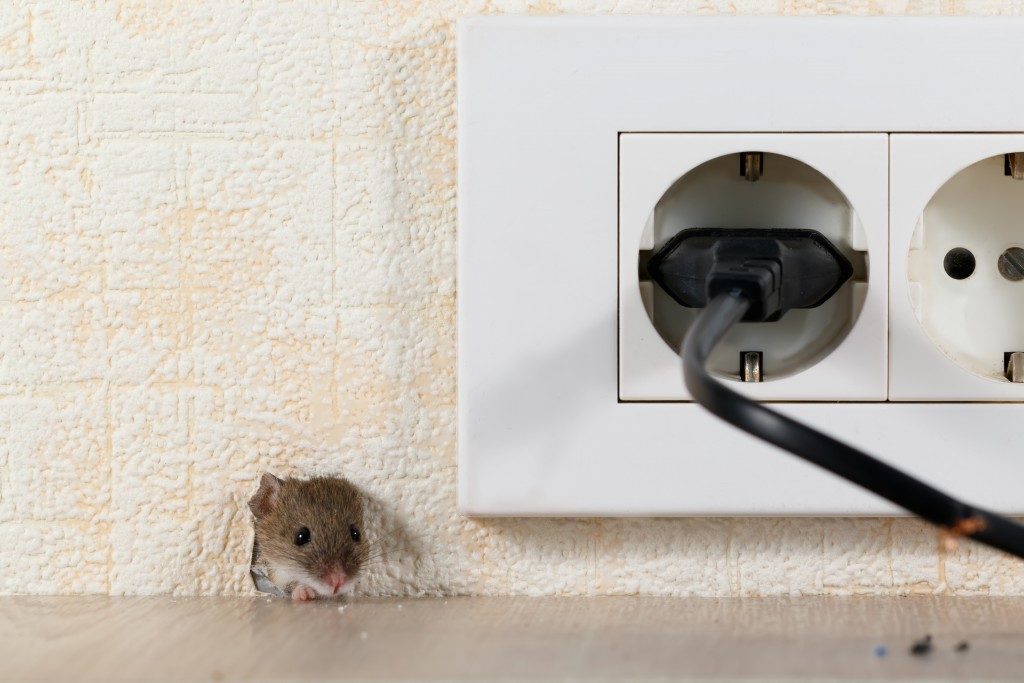 Mouse peeking near the socket