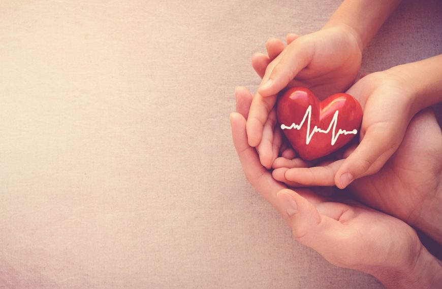 heart model being held by two hands
